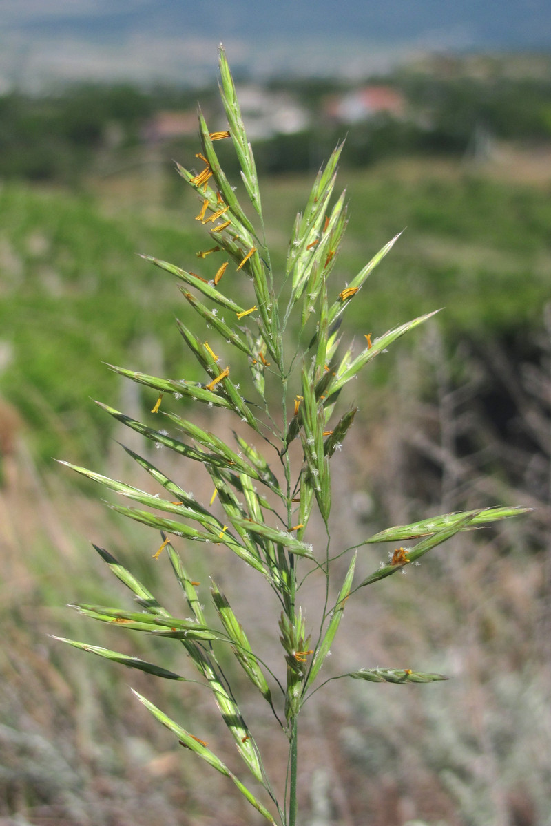 Image of Bromopsis inermis specimen.