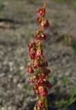 Oxyria digyna