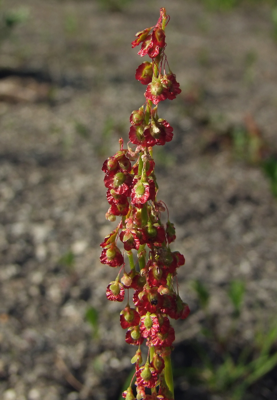 Image of Oxyria digyna specimen.