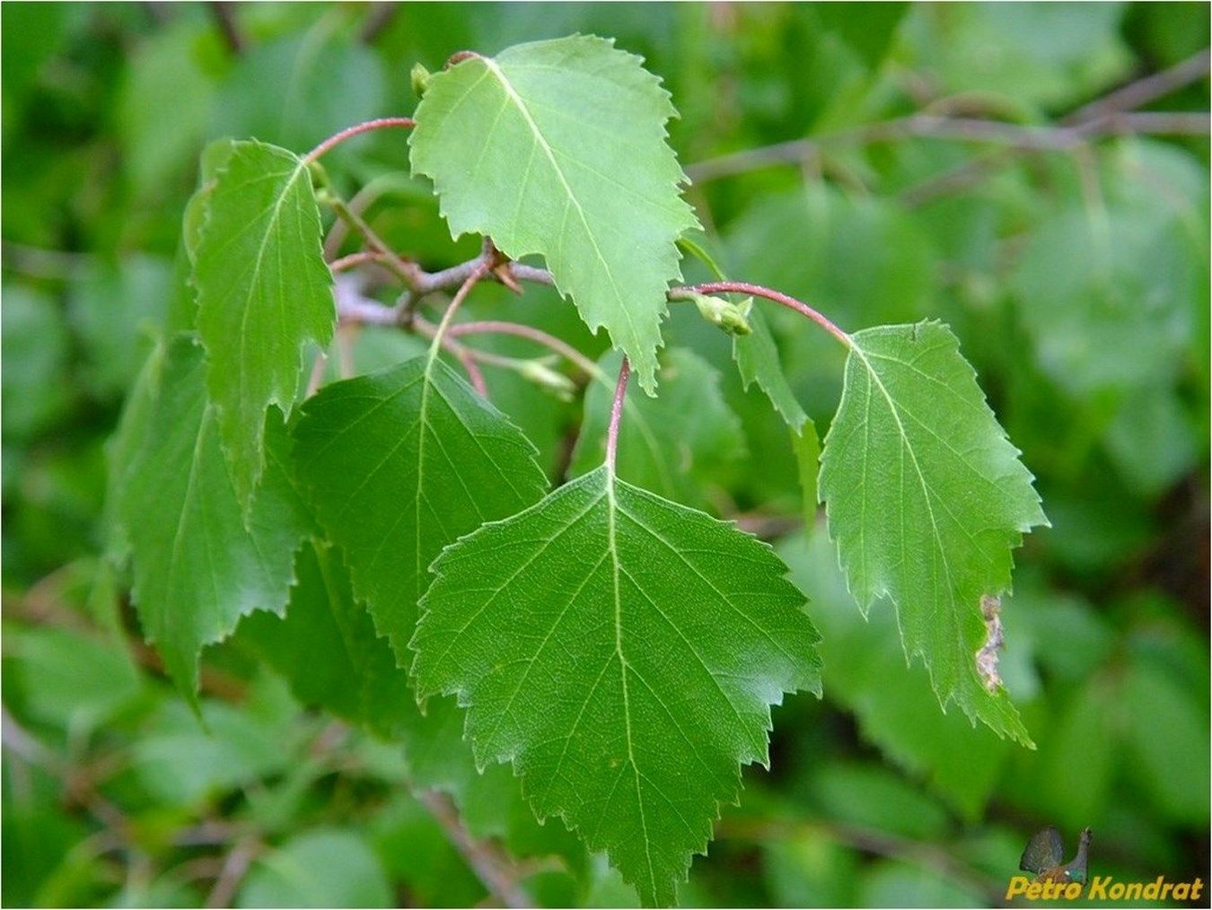 Image of Betula pendula specimen.