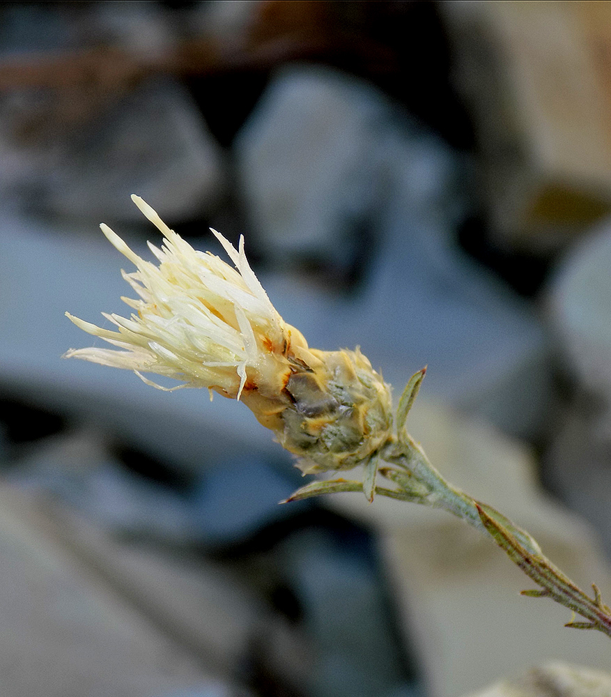 Image of Centaurea novorossica specimen.
