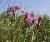 Dianthus oschtenicus. Верхушки цветущих растений. Адыгея, Кавказский биосферный заповедник, окр. Азишского перевала, ≈ 1700 м н.у.м., низкотравный субальпийский луг. 28.07.2018.