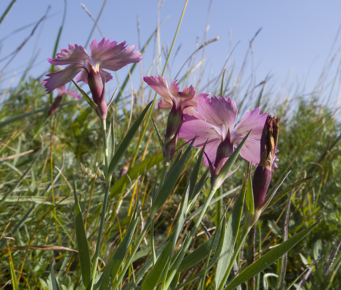 Image of Dianthus oschtenicus specimen.