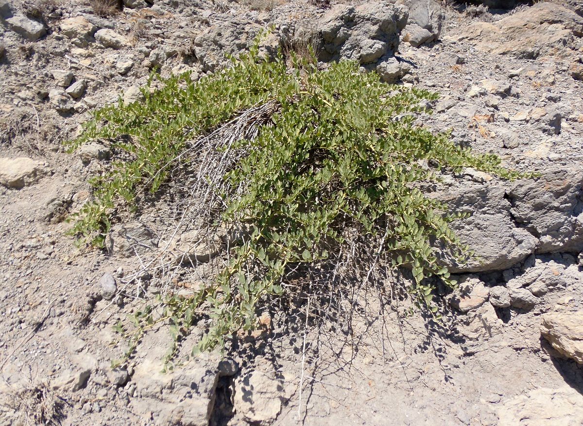 Image of Capparis herbacea specimen.