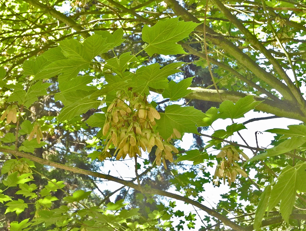 Image of Acer diabolicum specimen.