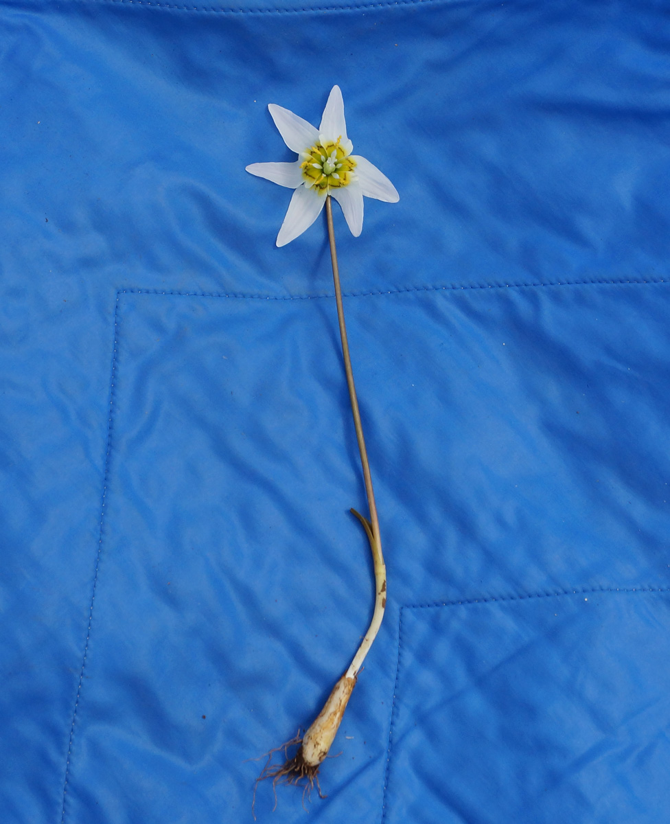 Image of Erythronium krylovii specimen.