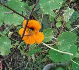 Tropaeolum majus