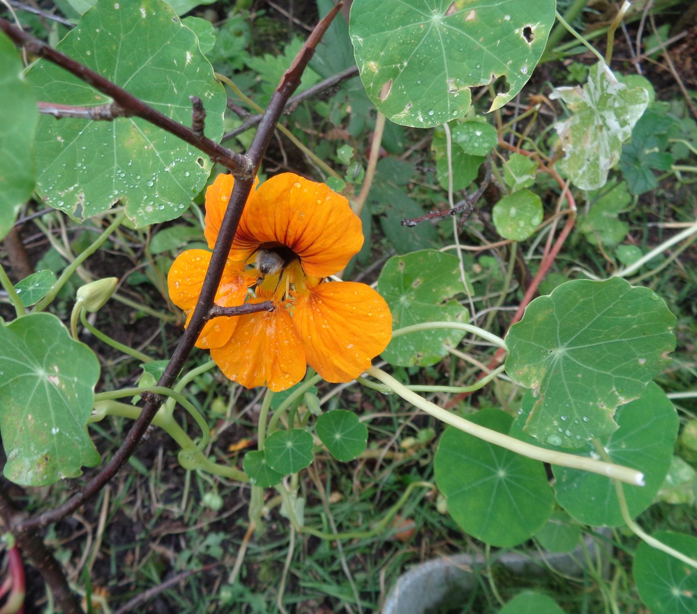 Изображение особи Tropaeolum majus.