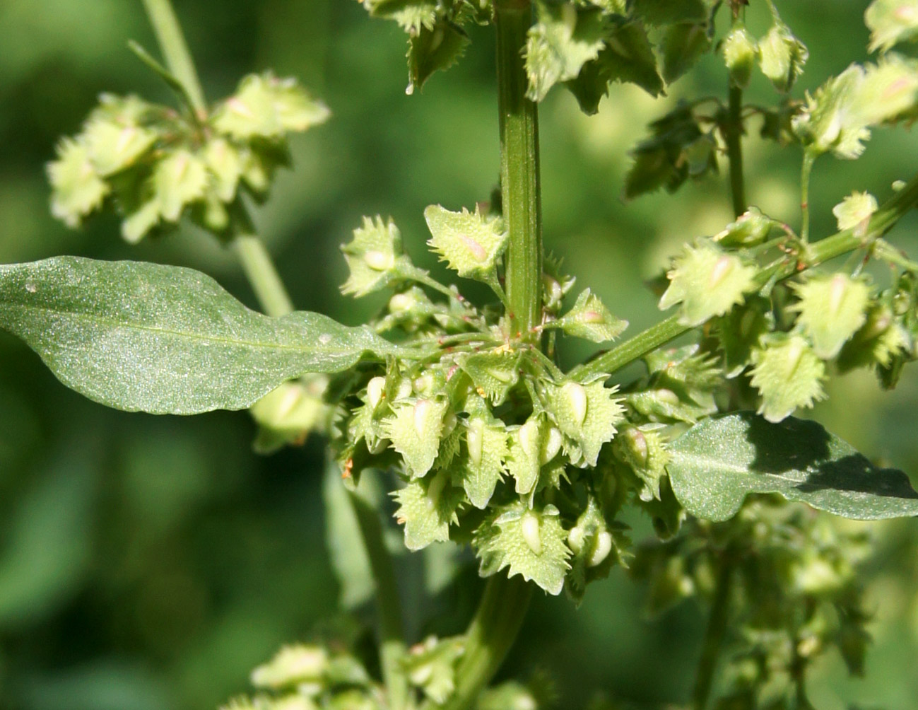 Изображение особи Rumex chalepensis.