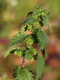 Urtica urens