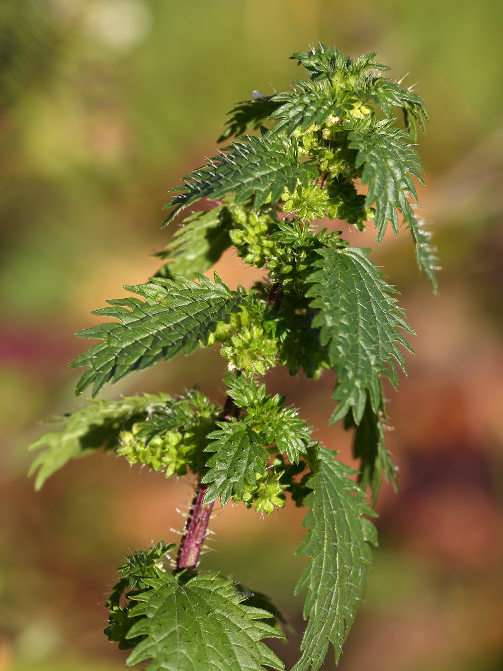 Image of Urtica urens specimen.