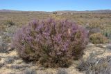 Muraltia spinosa