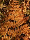 Dryopteris expansa. Часть вайи в осенней окраске. Магаданская обл., окр. г. Магадан, побережье бухты Нагаева, Морпортовская сопка, каменноберезняк. 24.09.2012.