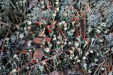genus Cladonia