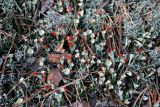 род Cladonia