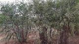 genus Acacia. Плодоносящие растения. Кипр, г. Айа-Напа, охраняемая природная зона Agías Théklas. 05.10.2018.