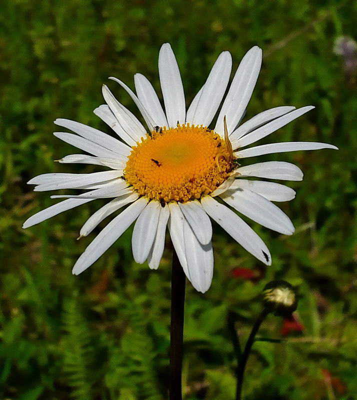 Image of Leucanthemum ircutianum specimen.