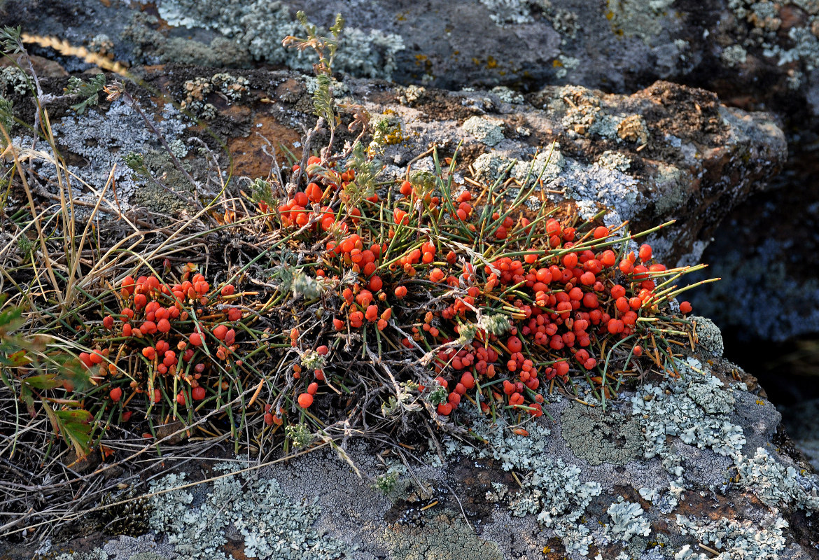 Изображение особи Ephedra monosperma.