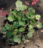 Heuchera sanguinea