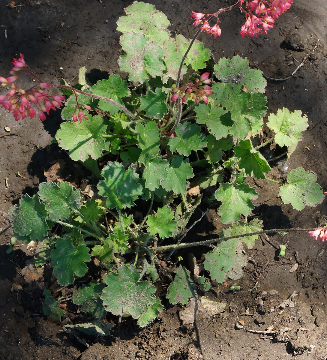 Изображение особи Heuchera sanguinea.