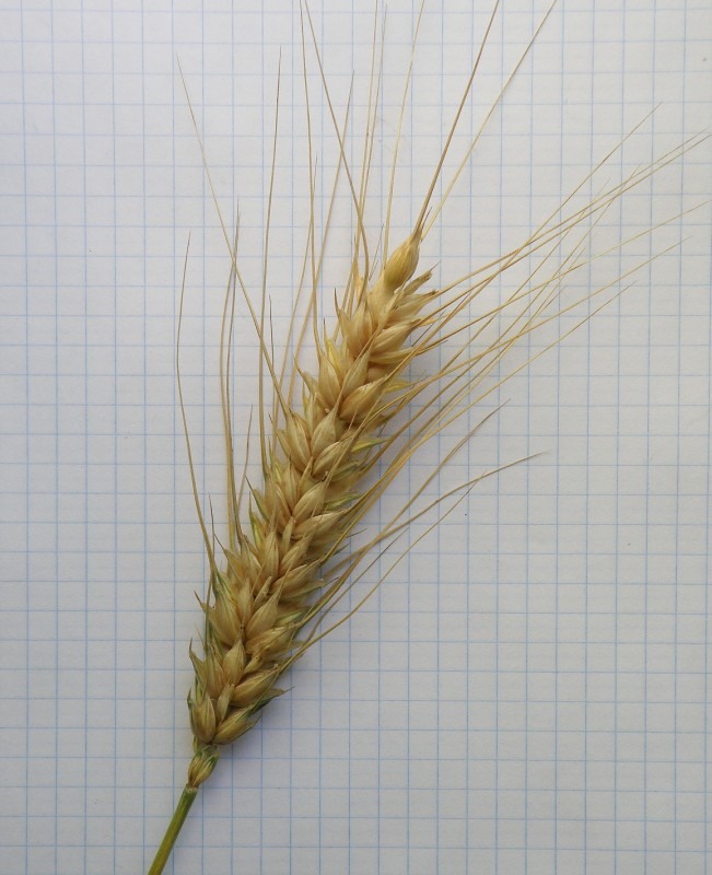 Изображение особи Triticum durum.