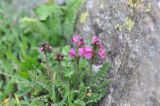 Pedicularis nordmanniana