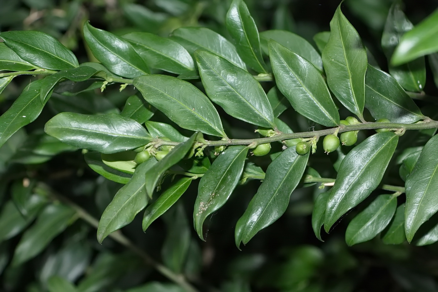 Image of Sarcococca hookeriana var. digyna specimen.
