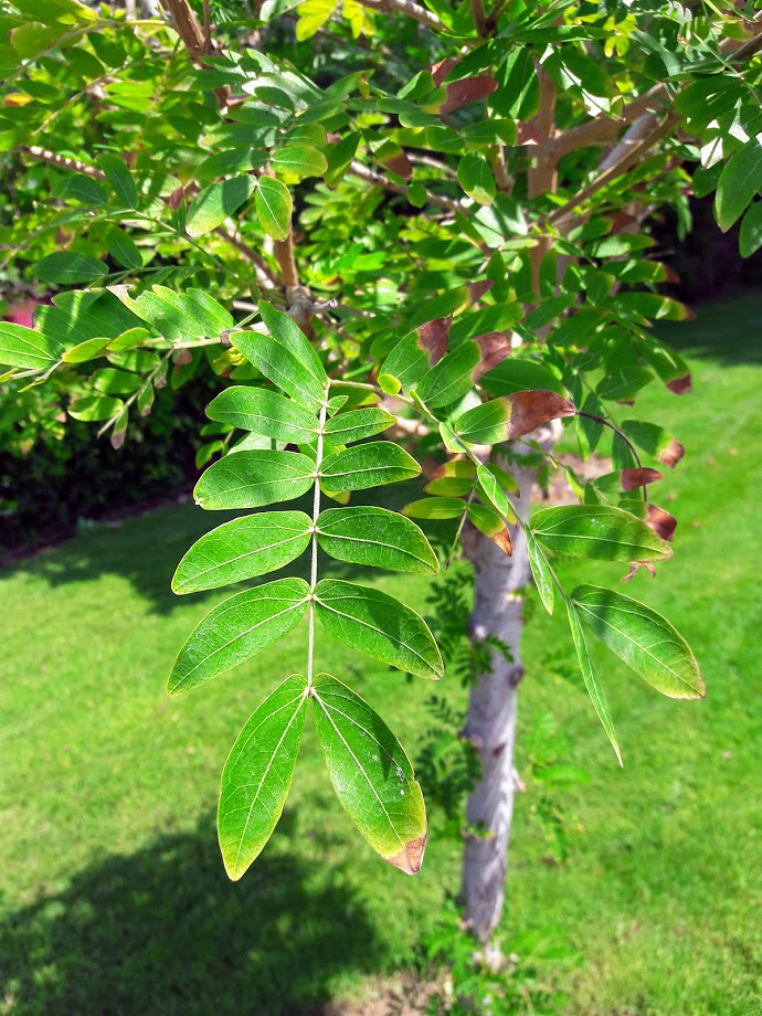 Изображение особи род Calliandra.