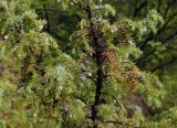 Juniperus sibirica. Ветки с шишкоягодами. Якутия, Алданский р-н, северная окр. г. Алдан, лес. 21.07.2016.