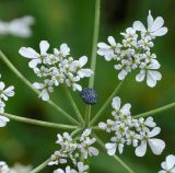 Tordylium aegyptiacum