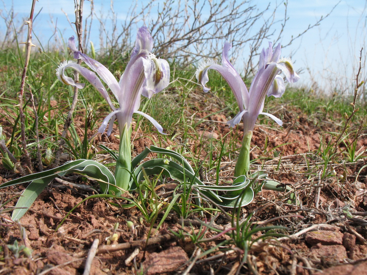 Image of Juno subdecolorata specimen.