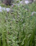 Poa angustifolia