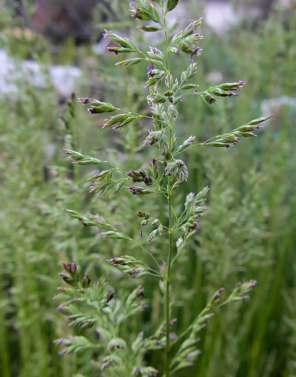 Image of Poa angustifolia specimen.