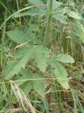 Althaea narbonensis