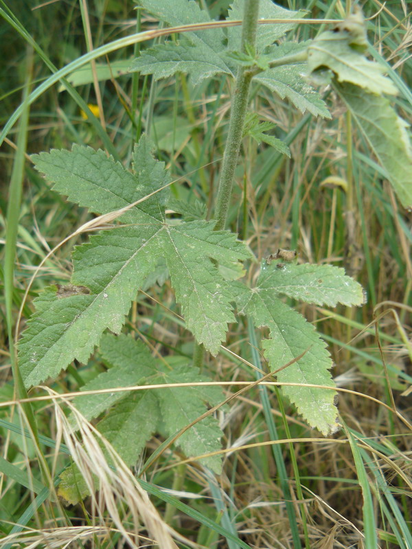 Image of Althaea narbonensis specimen.