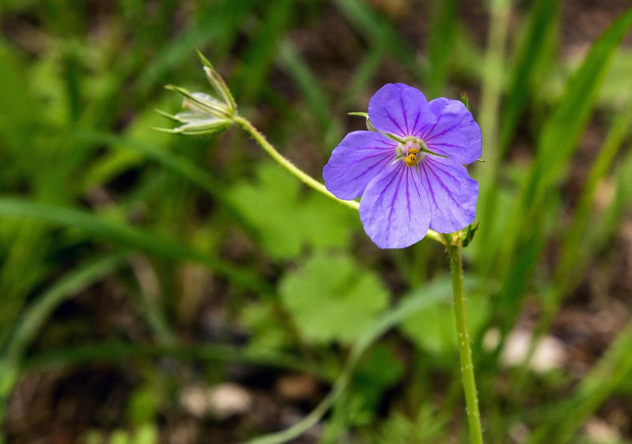 Image of genus Erodium specimen.