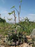 Delphinium longipedunculatum. Бутонизирующее растение. Южный Казахстан, западные отроги Киргизского хр., горы Ботамойнак в окр. г. Тараз, ≈ 850 м н.у.м., глинисто-каменистый гребень гор. 18 апреля 2019 г.
