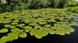 Nuphar lutea