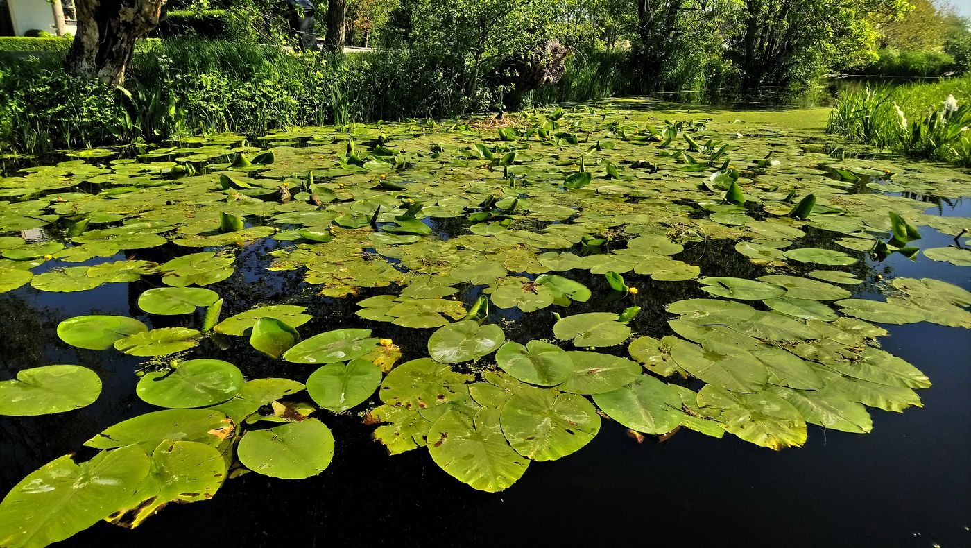 Изображение особи Nuphar lutea.