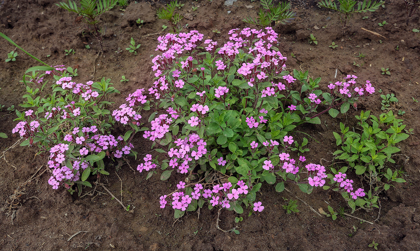 Изображение особи Saponaria ocymoides.