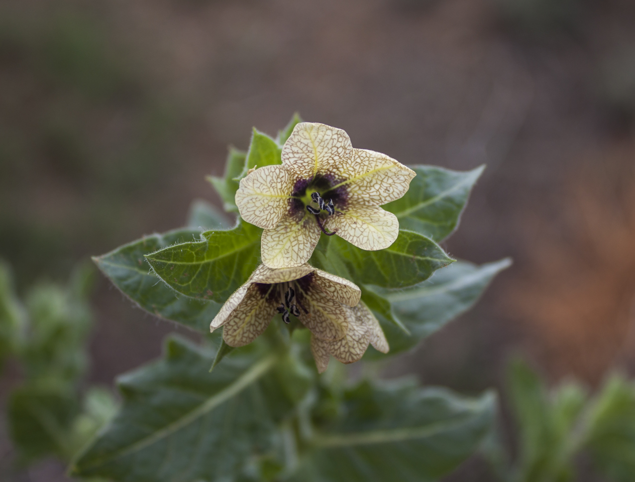 Изображение особи Hyoscyamus niger.