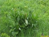 Veratrum album. Растение с поражёнными(?) соцветиями. Украина, Ивано-Франковская обл., Украинские Карпаты, хребет Черногора, 1700 м н.у.м., берег оз. Неистовое, субальпийский луг. 27 июня 2019 г.