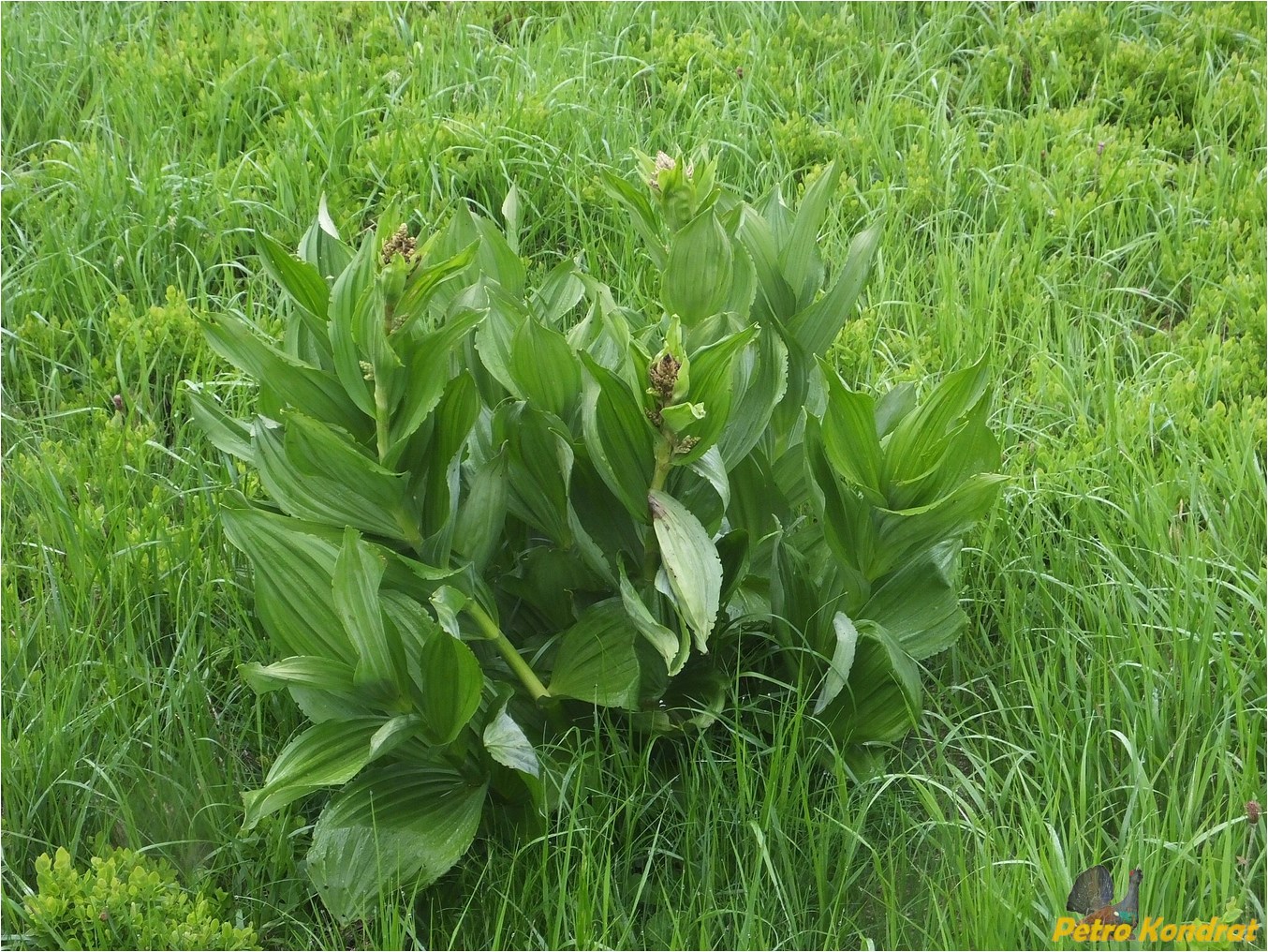 Image of Veratrum album specimen.