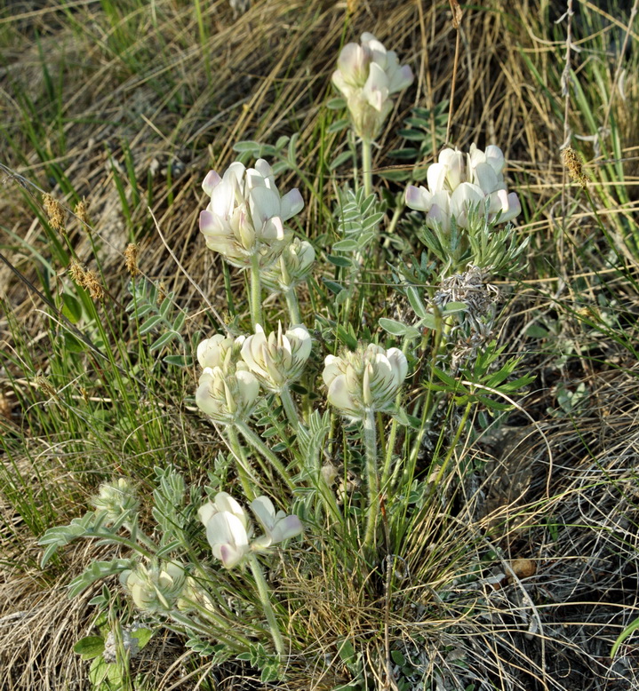 Image of Hedysarum turczaninovii specimen.