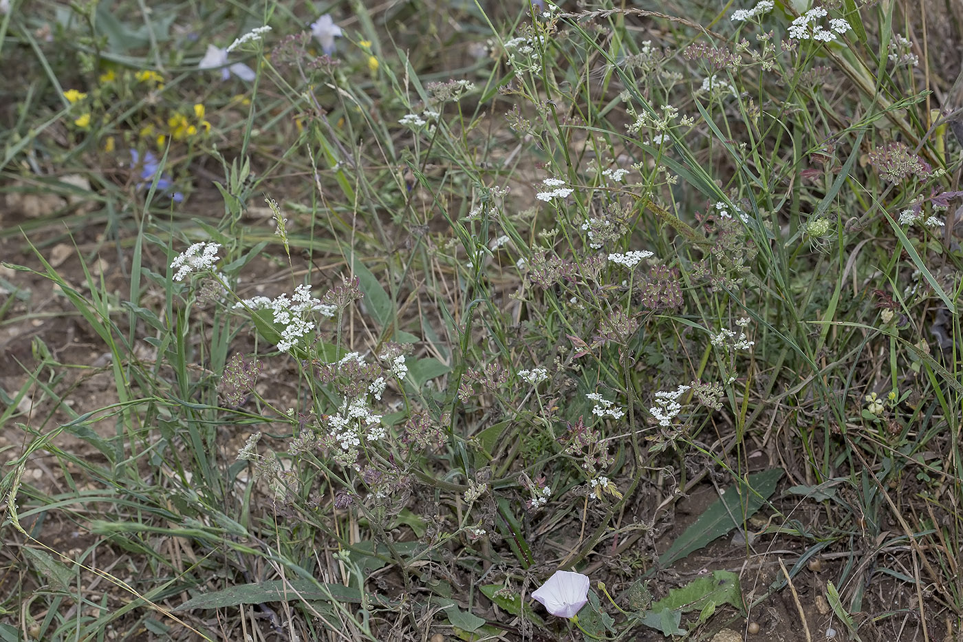 Изображение особи Torilis arvensis.