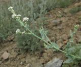 Lepidium cordatum