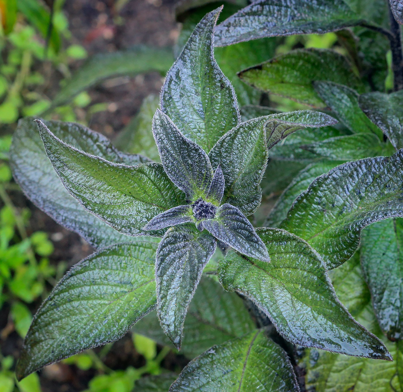 Image of Heliotropium arborescens specimen.