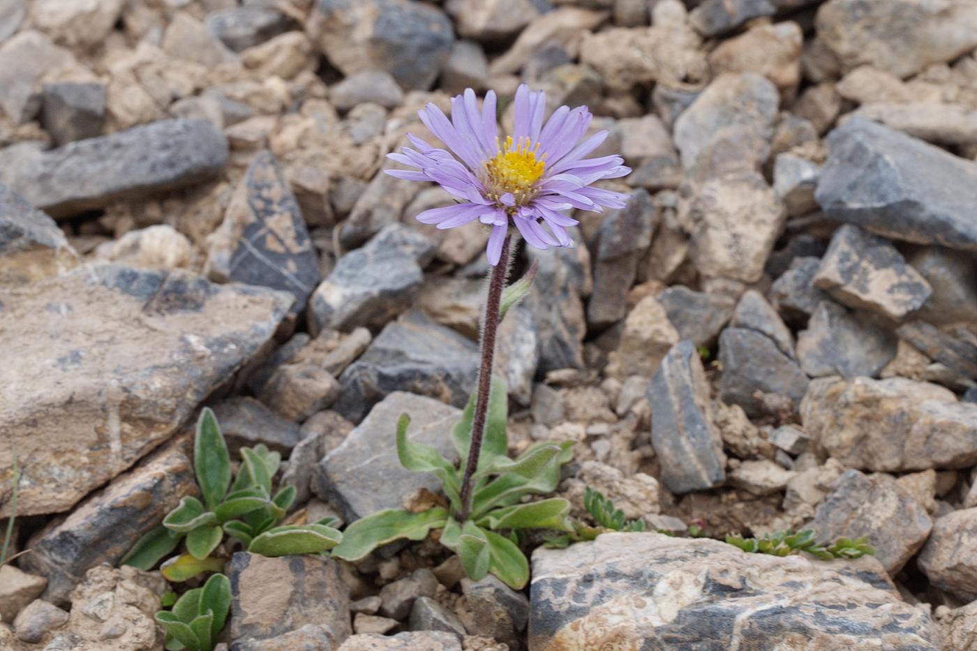 Image of Erigeron heterochaeta specimen.