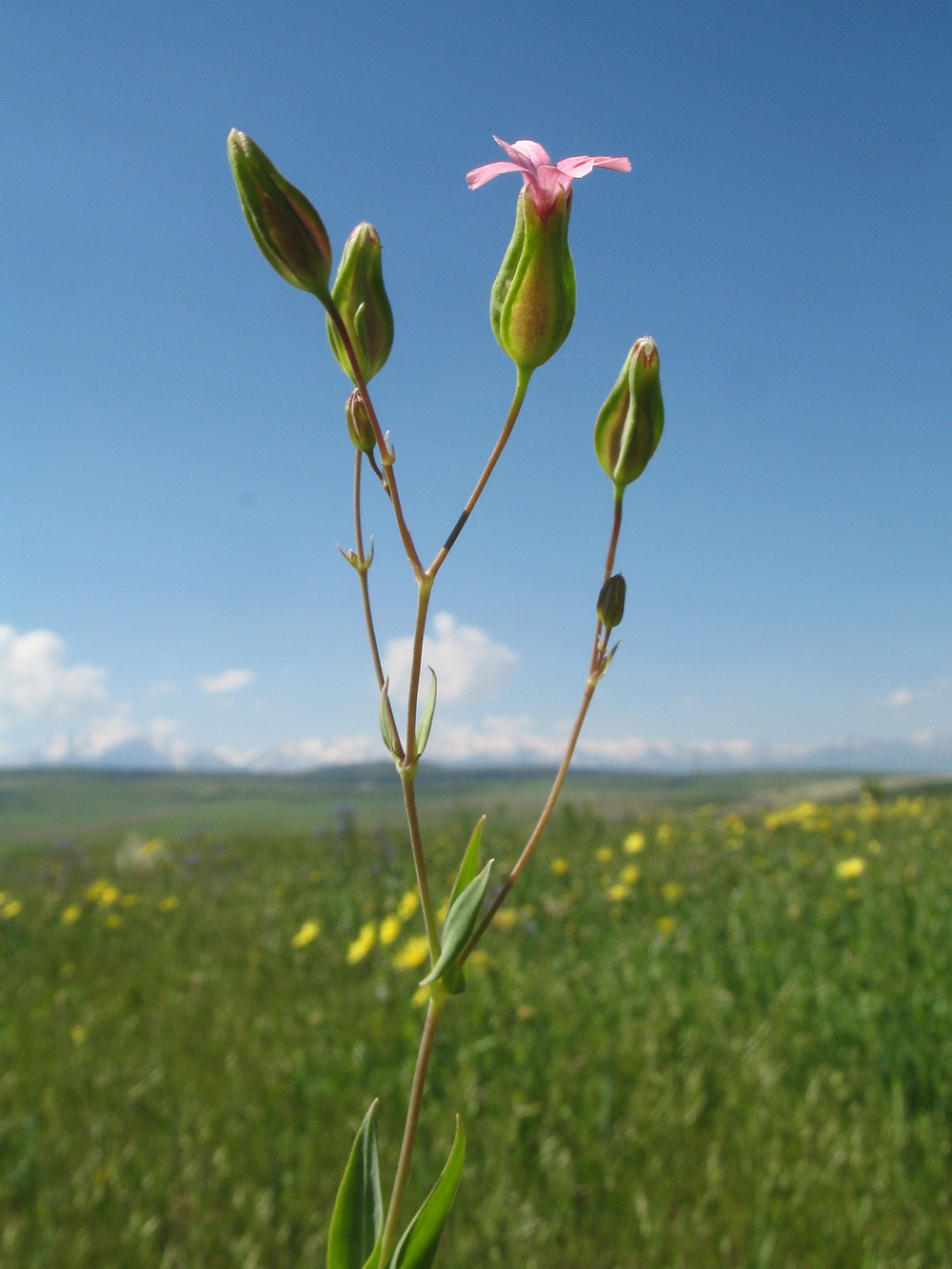 Image of Vaccaria hispanica specimen.