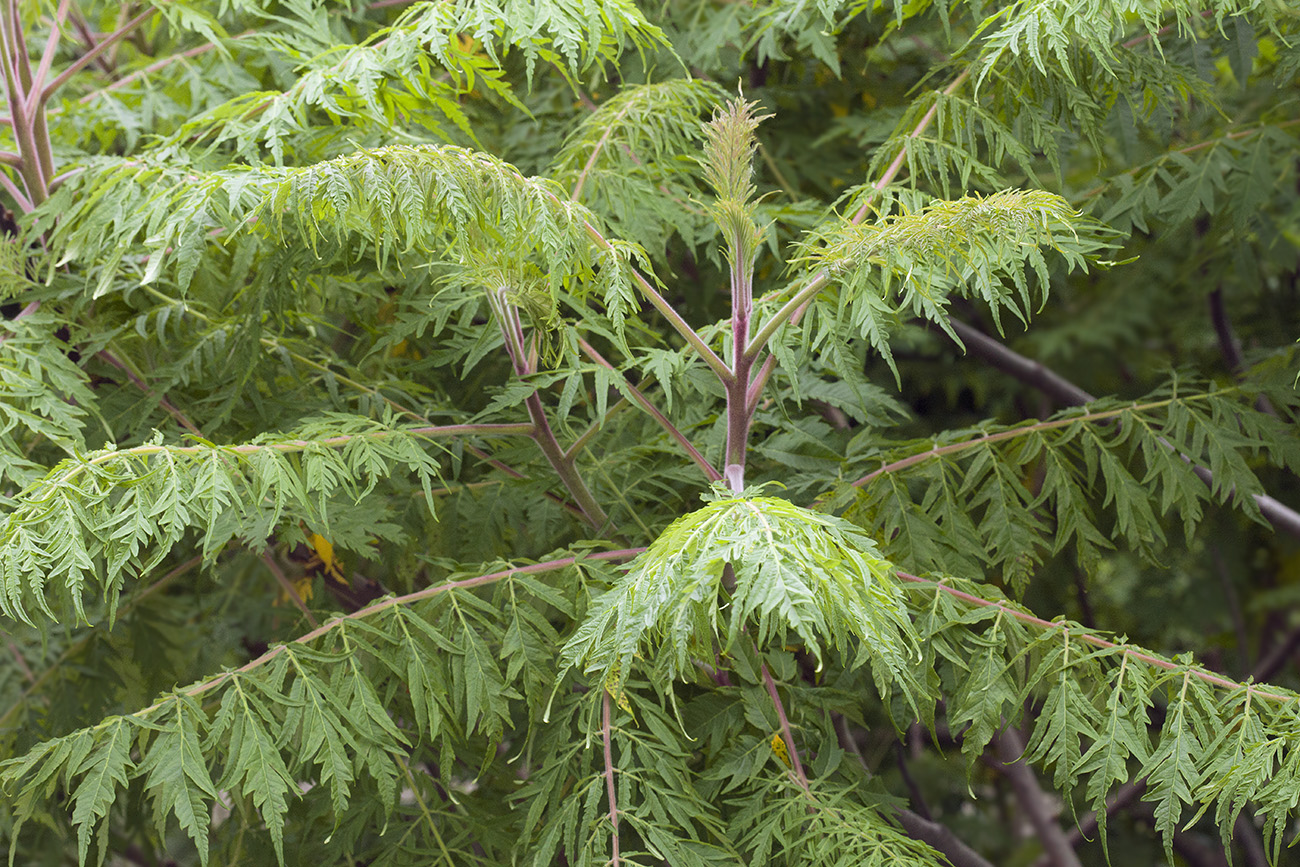 Изображение особи Rhus typhina f. dissecta.